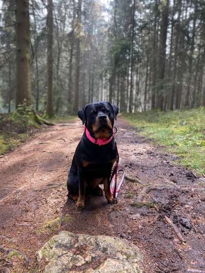 Rottweiler-Beitrag-Bild