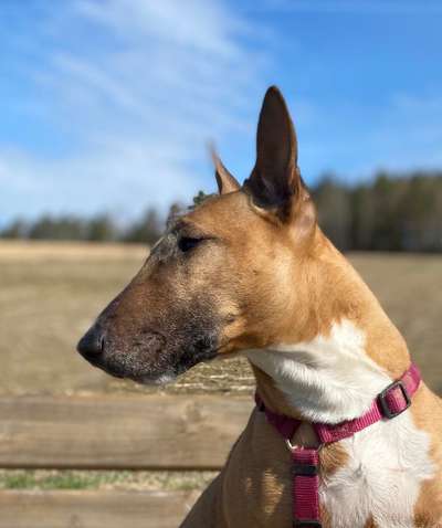 Umfrage zur relativen Schnauzenlänge-Beitrag-Bild