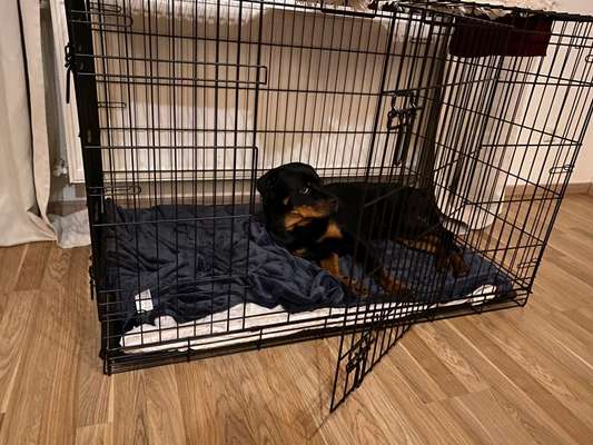 Hundebox oder Laufstall-Beitrag-Bild