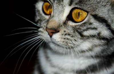 Foto's und Hundemodels-Beitrag-Bild