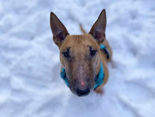 Alles rund um den Schäferhund, diskutieren erwünscht.-Beitrag-Bild