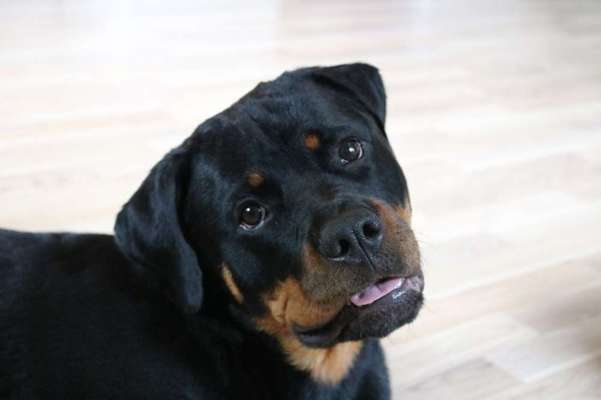 Rottweiler/-Mischlinge-Beitrag-Bild
