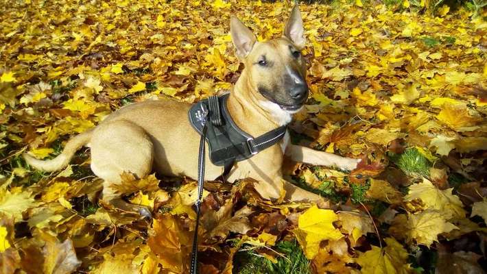 Dein Hund im Dogorama-Kalender 2021-Beitrag-Bild