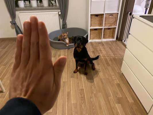 Challenge: Rate den Charakter und die Rudelposition eines Hundes-Beitrag-Bild