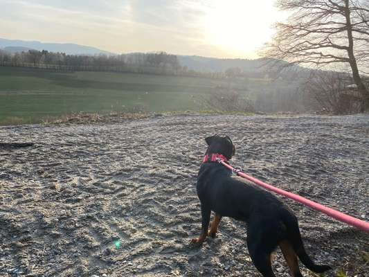 Die wunderschöne Welt mit Hund.-Beitrag-Bild