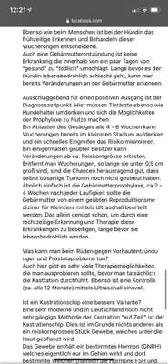 Kastration / Sterilisation bei Hündinnen-Beitrag-Bild