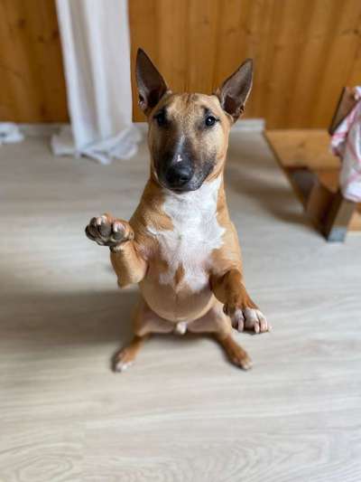 Foto's und Hundemodels-Beitrag-Bild