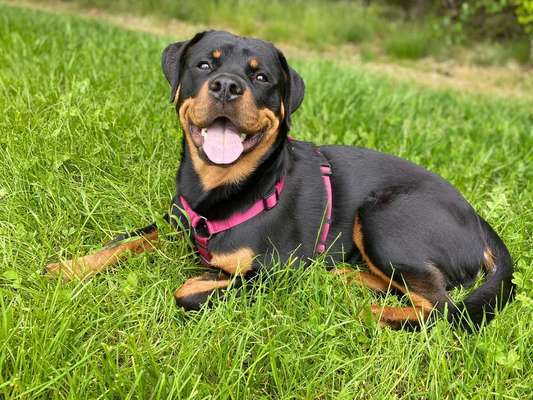 Wo sind denn die ganzen Rottis?-Beitrag-Bild