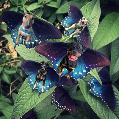 Photomontagen mit Hund-Beitrag-Bild