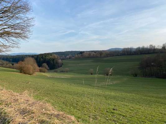 Die wunderschöne Welt mit Hund.-Beitrag-Bild