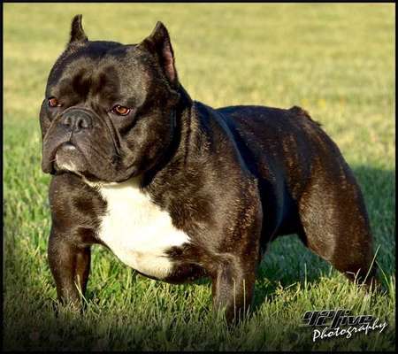 Brachycephale Hunderassen-Beitrag-Bild