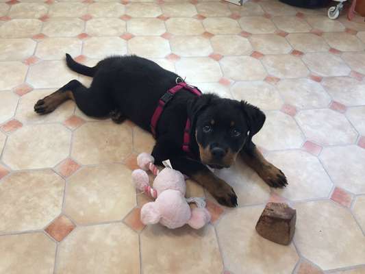 Dogorama Photo Challenge - Lieblingsspielzeug!-Beitrag-Bild