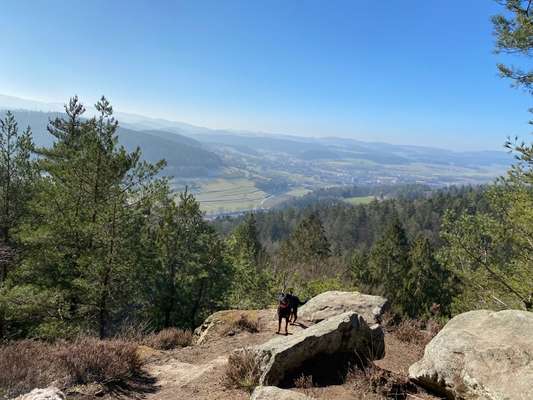 Die wunderschöne Welt mit Hund.-Beitrag-Bild