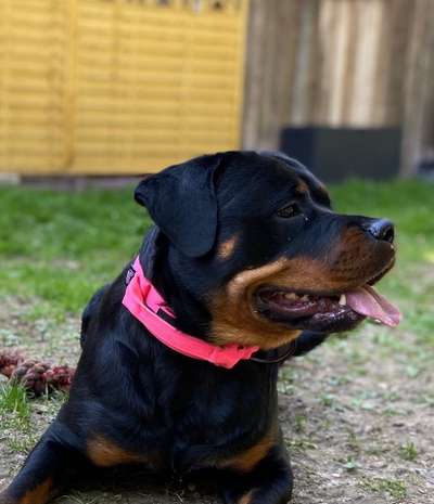 Umfrage zur relativen Schnauzenlänge-Beitrag-Bild