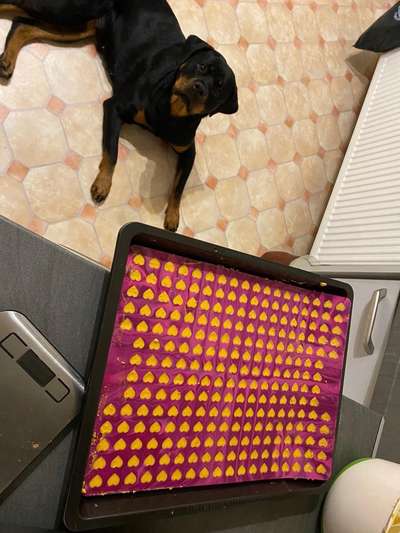 Welpen-Welche Leckerlies sind gut bzw. kommen gut an bei den kleinen Zwergen?-Beitrag-Bild