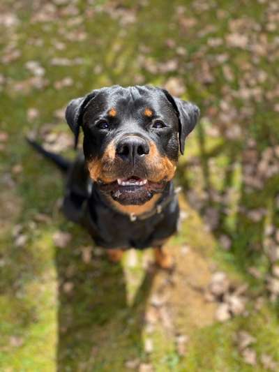 Challenge 23 : "  Euer Hund beim Frühlingserwachen "-Beitrag-Bild