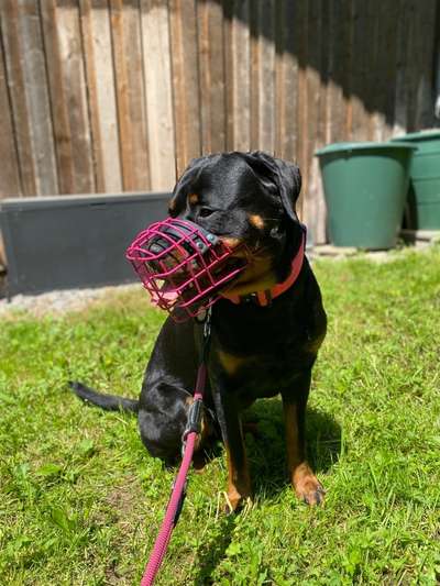 Richtiger Maulkorb-Beitrag-Bild