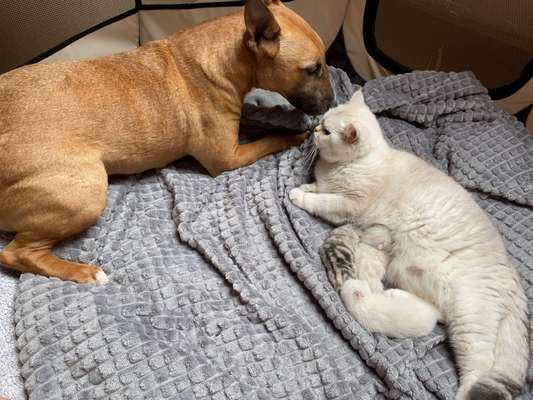 Miniatur Bull Terrier-Beitrag-Bild