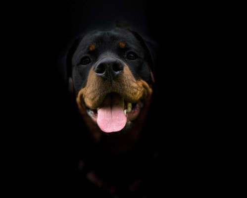 Foto's und Hundemodels-Beitrag-Bild