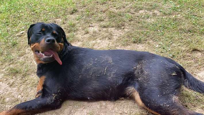 Wo seid ihr gerade mit euren Hunden?-Beitrag-Bild