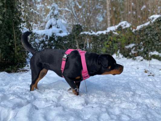 Hund hebt das Bein, bedeutet Aggression?!-Beitrag-Bild