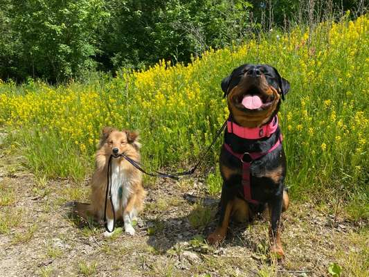 Dogorama Bekanntschaften/Freundschaften-Beitrag-Bild