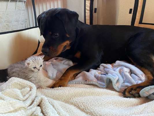 Fotochallenge Nr. 51 "Euer Hund mit anderen Tieren"-Beitrag-Bild