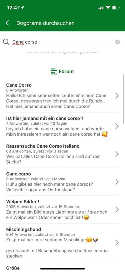 Cane Corso-Beitrag-Bild