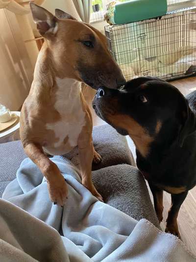 Bester Freund, Hundekumpel - zeigt her!-Beitrag-Bild