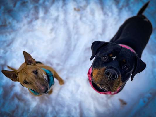 Fotochallenge 61 ~ Schnee-Beitrag-Bild