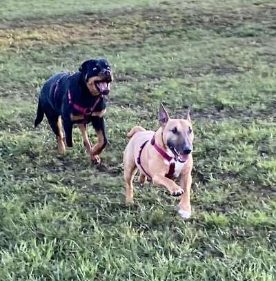 Hunde Memes-Beitrag-Bild