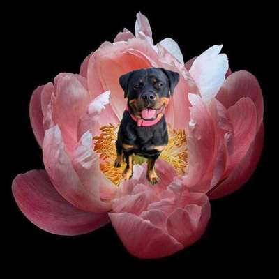 Fotochallange 63: "Dein blühendes Hündchen"-Beitrag-Bild