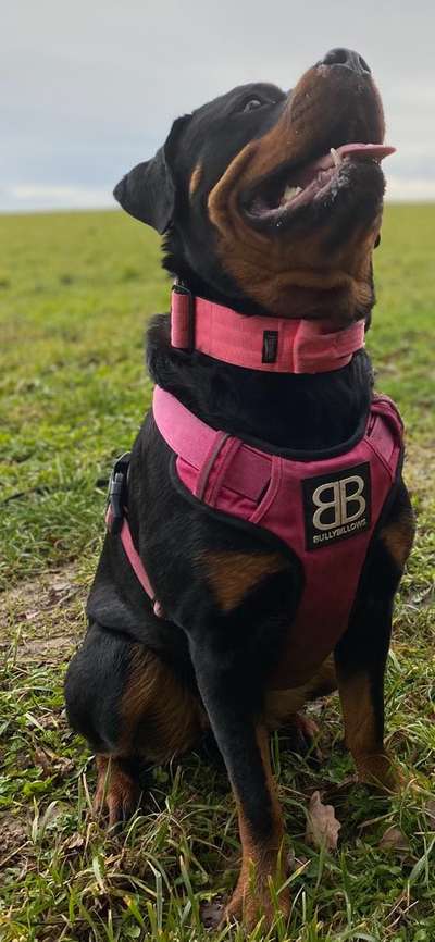 Der Gewichts-Thread-Beitrag-Bild