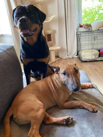 Mehrere Hunde zuhause !-Beitrag-Bild