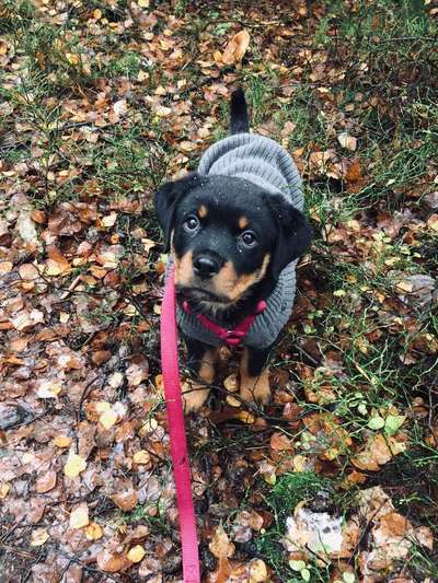 Mantel/Pullover für größeren Hund-Beitrag-Bild