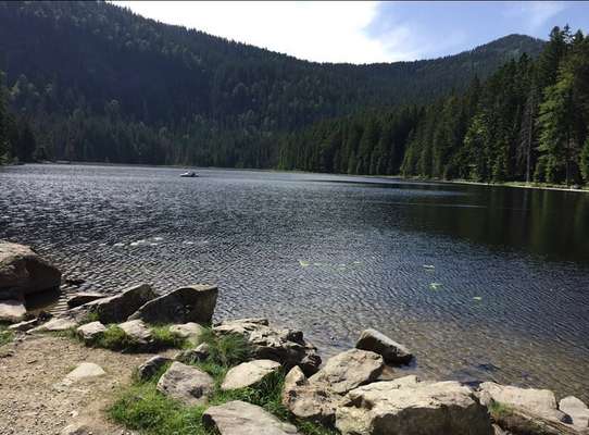 Die wunderschöne Welt mit Hund.-Beitrag-Bild