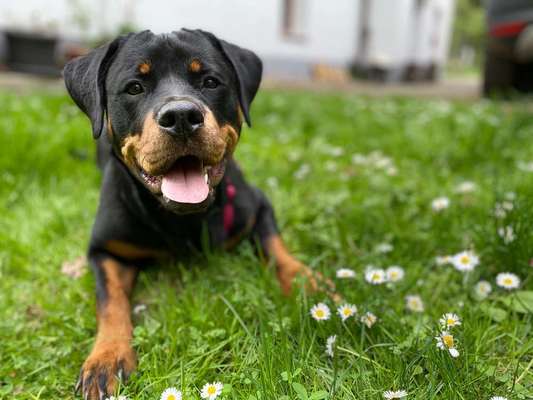 Dein Hund im Dogorama-Kalender 2021-Beitrag-Bild