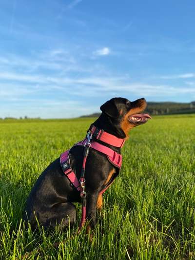 Brachycephale Hunderassen-Beitrag-Bild