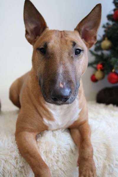 Dein Hund im Dogorama-Kalender 2021-Beitrag-Bild