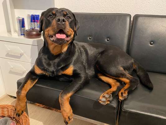Rottweiler/-Mischlinge-Beitrag-Bild