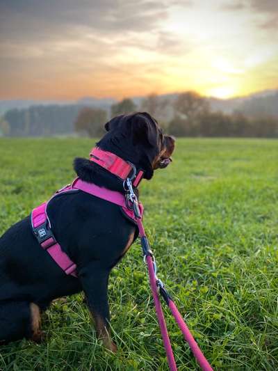 Halsband-Beitrag-Bild