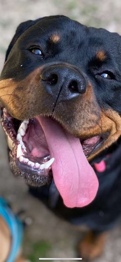 Rottweiler/-Mischlinge-Beitrag-Bild