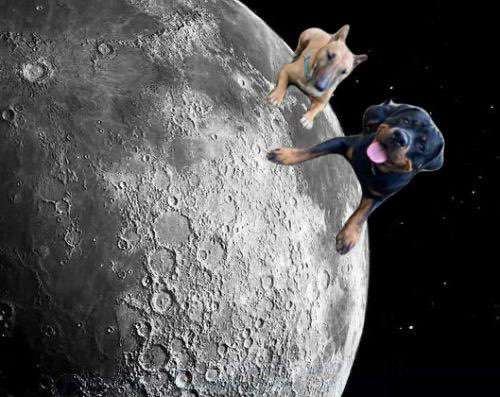 Photomontagen mit Hund-Beitrag-Bild