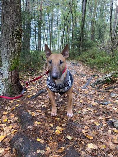 Miniatur Bull Terrier-Beitrag-Bild