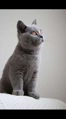 Foto's und Hundemodels-Beitrag-Bild