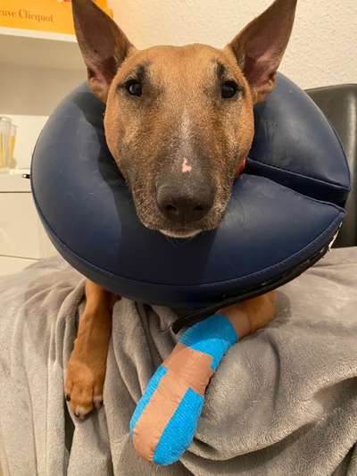 Dermamycin Hautcreme - Entzündete Stellen,wie abschlecken verhindern-Beitrag-Bild