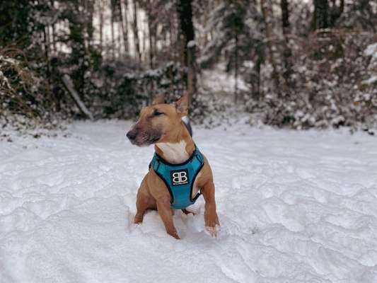 Miniatur Bull Terrier-Beitrag-Bild