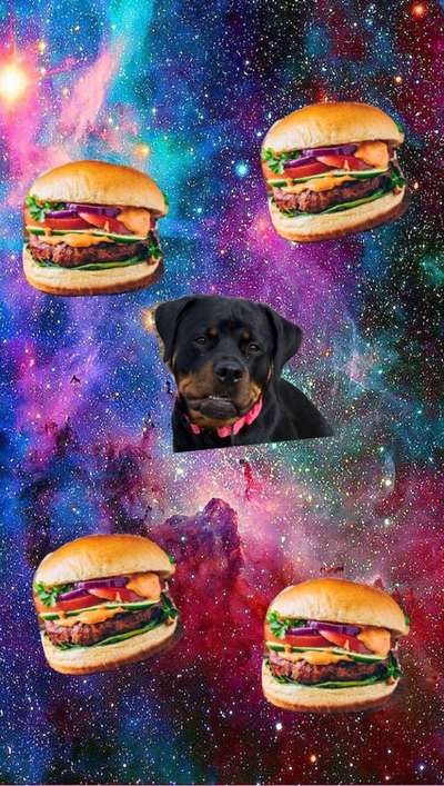 Photomontagen mit Hund-Beitrag-Bild