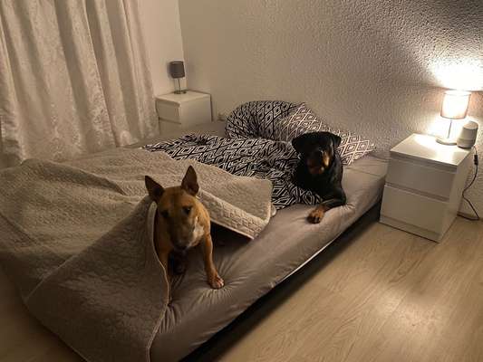 Darf der Hund bei Euch im Bett schlafen?-Beitrag-Bild