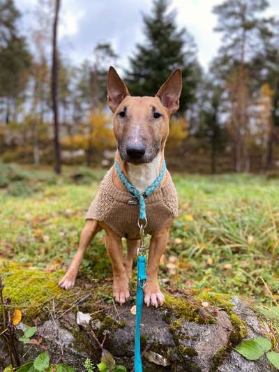 Die Dogorama Kalender Challenge Teil 1/4-Beitrag-Bild